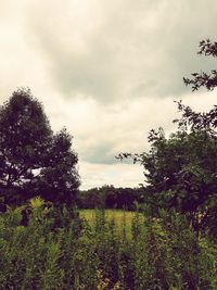 View of trees growing on field against sky
