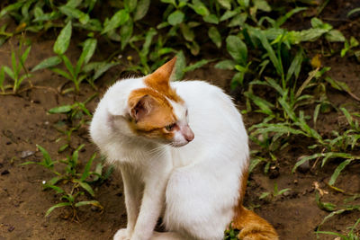 High angle view of cat