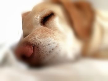 Close-up of dog sleeping