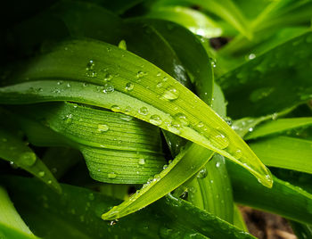 Close-up of raindrops on green leaves during rainy season