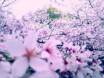 Close-up of pink flowers