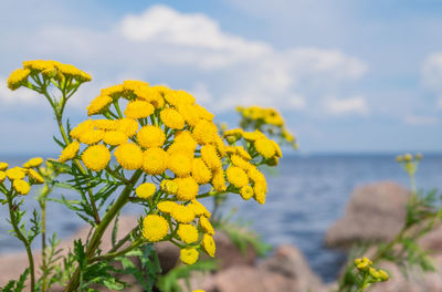 Close-up of yellow flowering plant by sea against sky