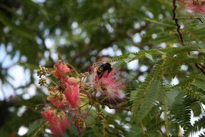 Bumblebee on pink flowers