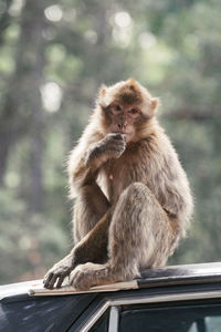 Close-up of monkey sitting outdoors