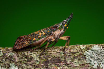 Close-up of insect on rock