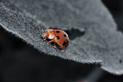 Close-up of ladybug