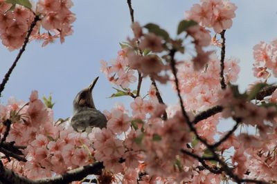 Low angle view of cherry blossom against sky