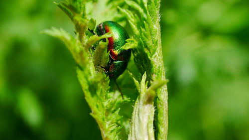 Close-up of insect on leaf