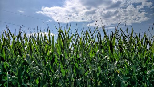 Crops growing on field against sky