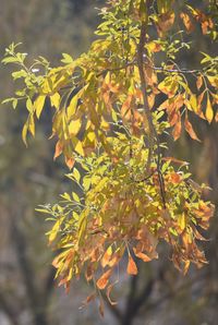 Close-up of leaves against blurred background