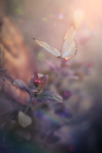 Close-up of butterfly pollinating on flower