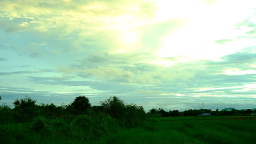 Trees on field against sky