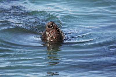 Duck swimming in water