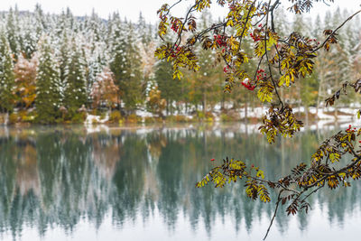 Scenic view of lake against trees