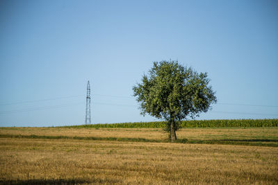 Tree on field against clear sky