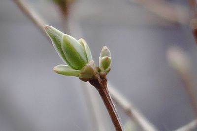 Close-up of flower buds growing outdoors