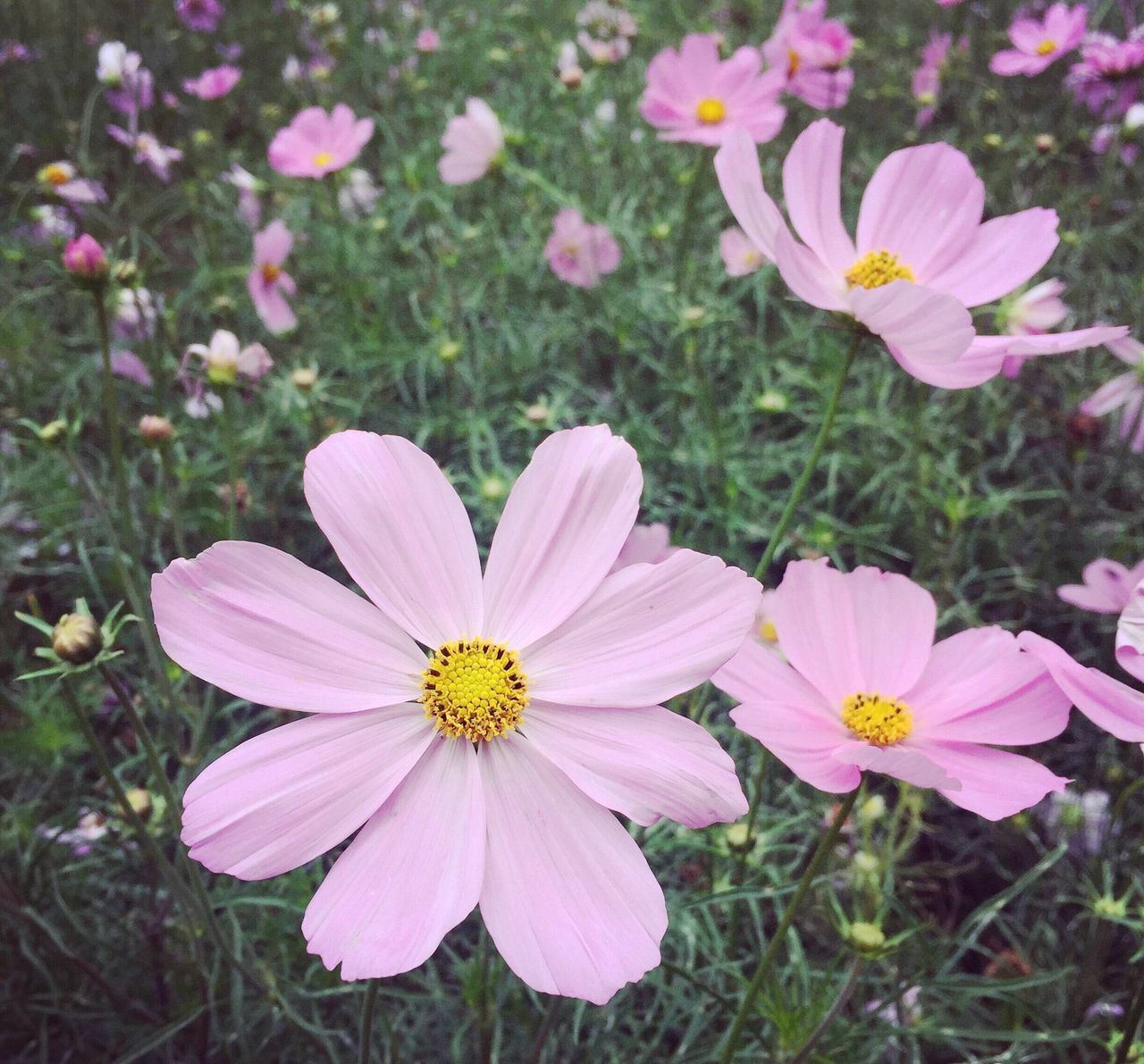 flower, freshness, petal, fragility, flower head, growth, beauty in nature, blooming, pink color, nature, field, plant, pollen, in bloom, focus on foreground, close-up, day, no people, outdoors, blossom, stamen, botany, grass, stem, tranquility, green color, selective focus