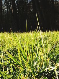 Close-up of grass in forest