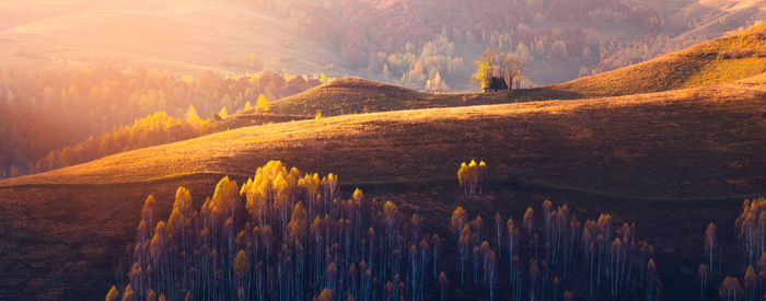 Panoramic view of vineyard