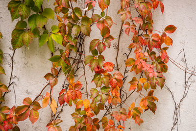 Close-up of maple leaves against wall