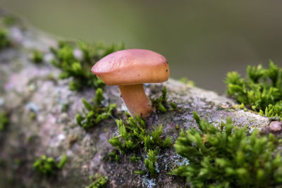 Close-up of mushroom growing on grass