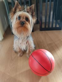 Portrait of dog with ball on hardwood floor