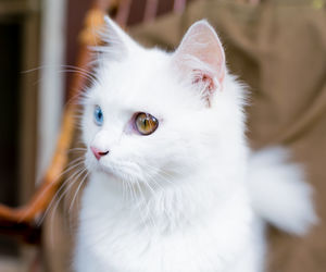 Close-up of cat looking away