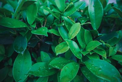 Full frame shot of wet leaves