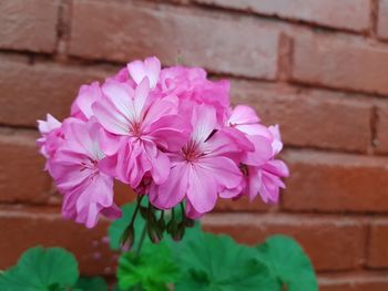 Close-up of pink flowers blooming outdoors