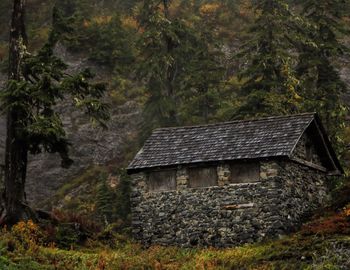 Old house amidst trees and plants in forest
