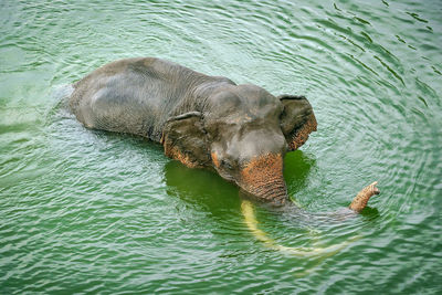 Elephants are swimming happily.