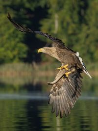 Bird flying over lake