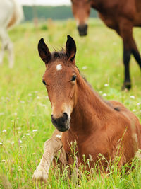 Close-up portrait of foal on field