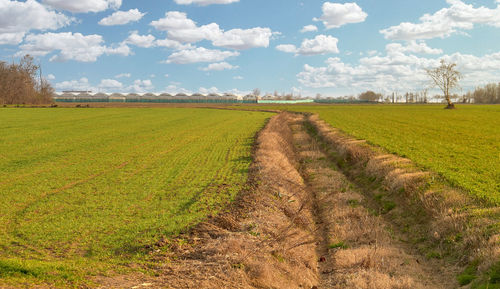 Scenic view of agricultural field against sky