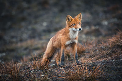 Fox looking away while standing on land