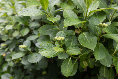 Close-up of green leaves