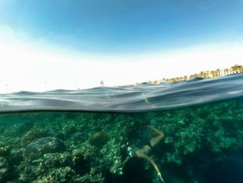 View of coral swimming in sea