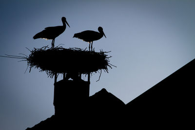 Low angle view of silhouette birds perching against clear sky