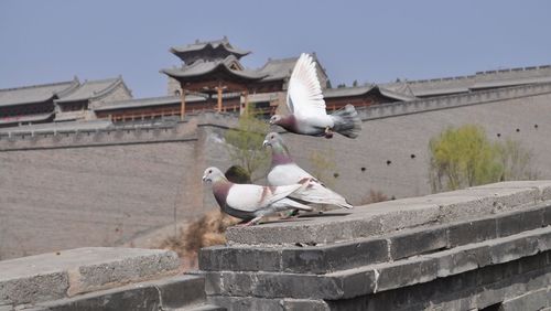 View of birds on roof