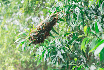 Close-up of insect on plant