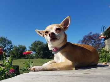 Portrait of a dog against blue sky