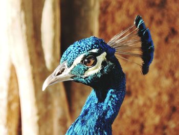 Close-up of a peacock