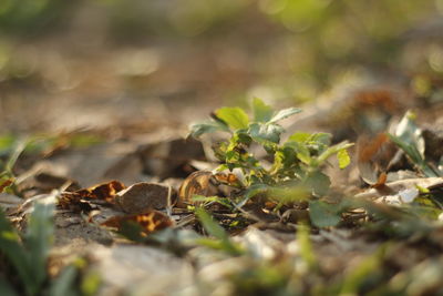 Close-up of dry leaves on field