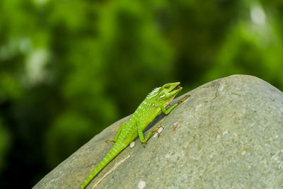green