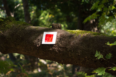 Close-up of sign on tree trunk