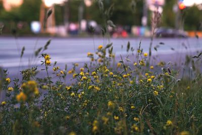Close-up of yellow flowering plants on field