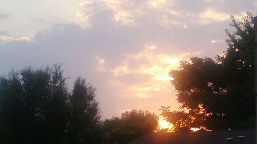 Silhouette of trees at sunset