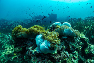 View of coral in sea