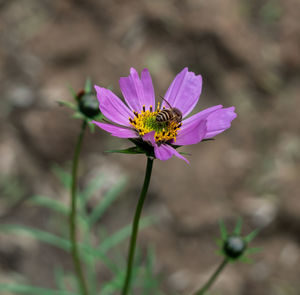 Close-up of insect on purple flower