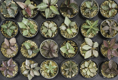 Directly above shot of plants